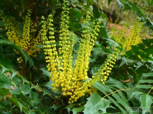Mahonia x media Winter Sun 